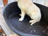 2 Aylık Saf Irk Golden Retriever