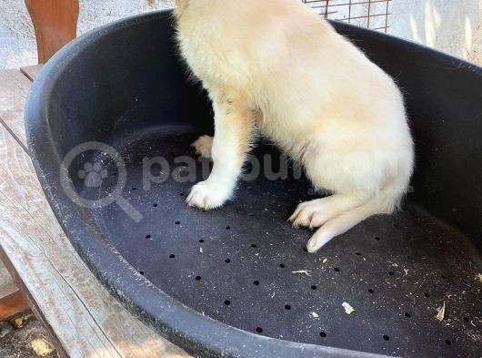 2 Aylık Saf Irk Golden Retriever görsel