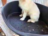 2 Aylık Saf Irk Golden Retriever