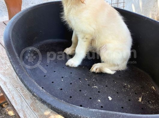 2 Aylık Saf Irk Golden Retriever