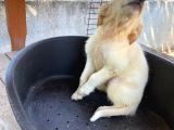2 Aylık Saf Irk Golden Retriever