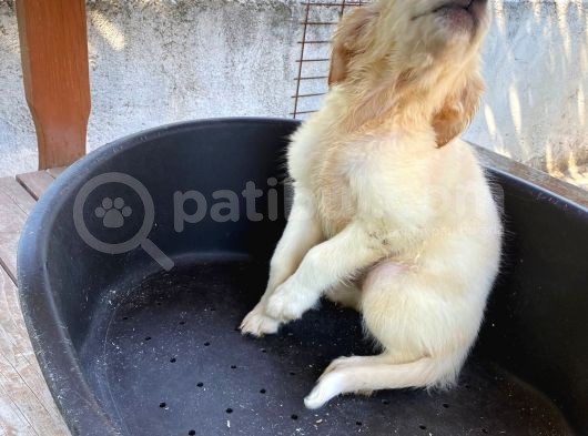 2 Aylık Saf Irk Golden Retriever görsel