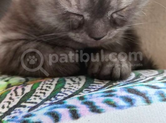 2 Aylık Yavru Acil görsel