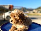 Aşılı Parazitli Erkek Ve Dişi 3 Aylık Maltipoo