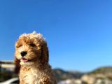 Aşılı Parazitli Erkek Ve Dişi 3 Aylık Maltipoo