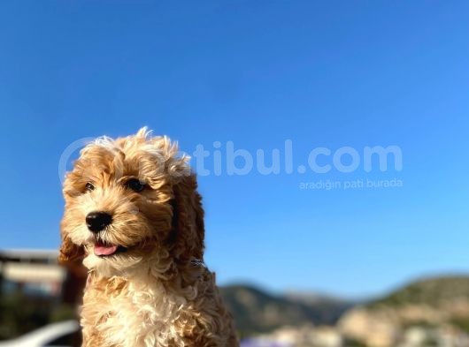 Aşılı Parazitli Erkek Ve Dişi 3 Aylık Maltipoo görsel