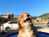 Aşılı Parazitli Erkek Ve Dişi 3 Aylık Maltipoo