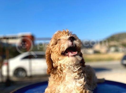 Aşılı Parazitli Erkek Ve Dişi 3 Aylık Maltipoo görsel