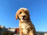 Aşılı Parazitli Erkek Ve Dişi 3 Aylık Maltipoo