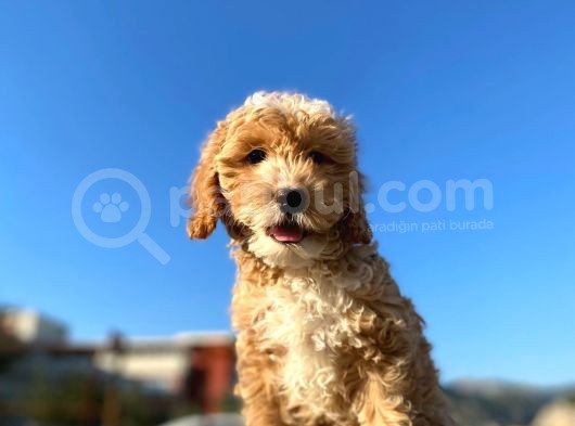 Aşılı Parazitli Erkek Ve Dişi 3 Aylık Maltipoo görsel