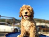 Aşılı Parazitli Erkek Ve Dişi 3 Aylık Maltipoo