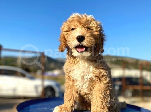 Aşılı Parazitli Erkek Ve Dişi 3 Aylık Maltipoo görsel
