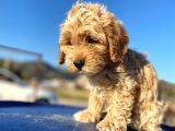 Aşılı Parazitli Erkek Ve Dişi 3 Aylık Maltipoo