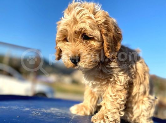 Aşılı Parazitli Erkek Ve Dişi 3 Aylık Maltipoo görsel