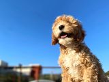 Aşılı Parazitli Erkek Ve Dişi 3 Aylık Maltipoo