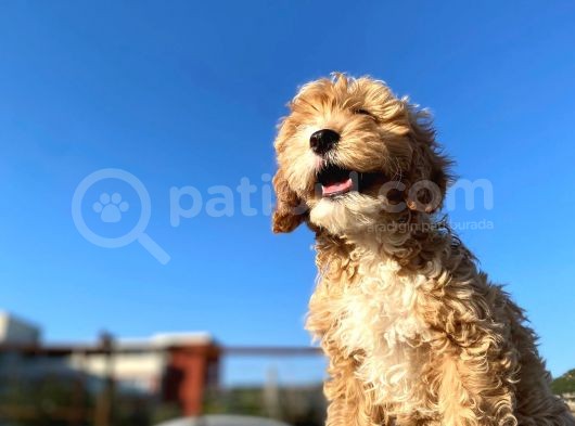 Aşılı Parazitli Erkek Ve Dişi 3 Aylık Maltipoo görsel