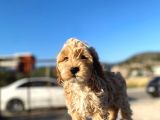 Aşılı Parazitli Erkek Ve Dişi 3 Aylık Maltipoo