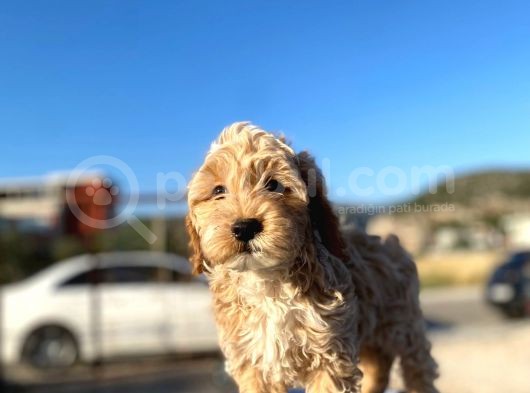 Aşılı Parazitli Erkek Ve Dişi 3 Aylık Maltipoo görsel