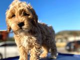 Aşılı Parazitli Erkek Ve Dişi 3 Aylık Maltipoo