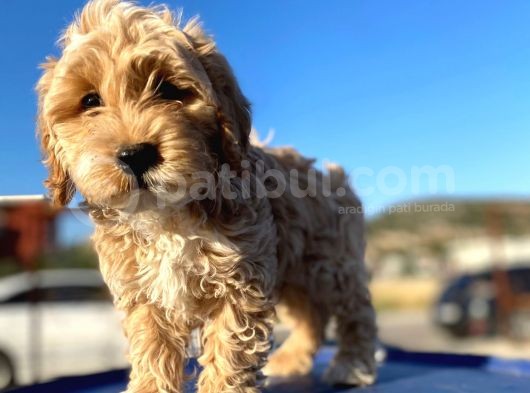 Aşılı Parazitli Erkek Ve Dişi 3 Aylık Maltipoo görsel