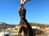 Erkek Ve Dişi Show Kalite King Dobermanlar