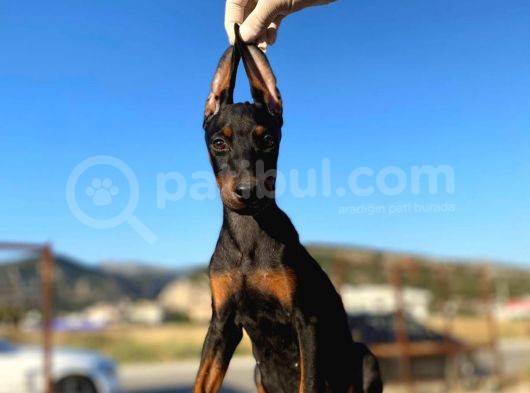 Erkek ve Dişi Show Kalite King Dobermanlar