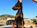 Erkek Ve Dişi Show Kalite King Dobermanlar