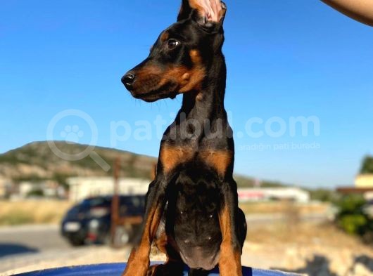 Erkek Ve Dişi Show Kalite King Dobermanlar görsel