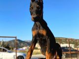Erkek Ve Dişi Show Kalite King Dobermanlar