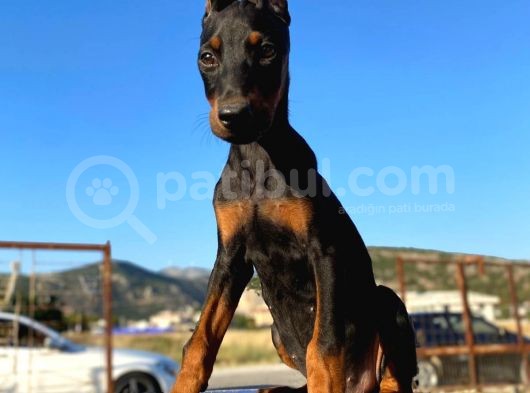 Erkek Ve Dişi Show Kalite King Dobermanlar görsel