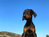 Erkek Ve Dişi Show Kalite King Dobermanlar