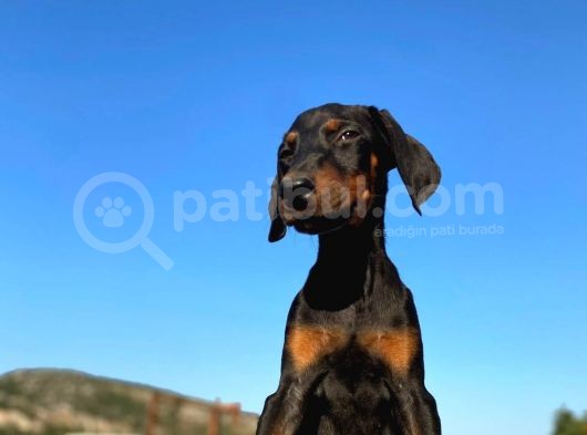 Erkek Ve Dişi Show Kalite King Dobermanlar görsel