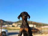 Erkek Ve Dişi Show Kalite King Dobermanlar