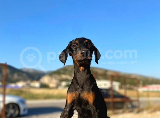 Erkek Ve Dişi Show Kalite King Dobermanlar görsel