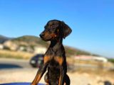 Erkek Ve Dişi Show Kalite King Dobermanlar