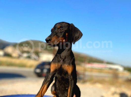 Erkek Ve Dişi Show Kalite King Dobermanlar görsel