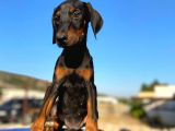 Erkek Ve Dişi Show Kalite King Dobermanlar