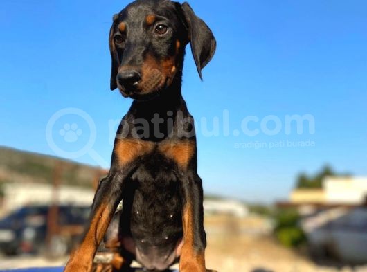 Erkek Ve Dişi Show Kalite King Dobermanlar görsel