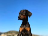 Erkek Ve Dişi Show Kalite King Dobermanlar