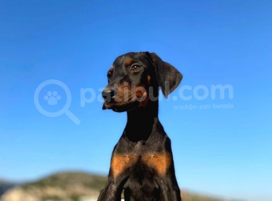 Erkek Ve Dişi Show Kalite King Dobermanlar görsel