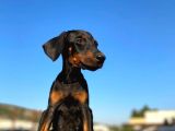 Erkek Ve Dişi Show Kalite King Dobermanlar