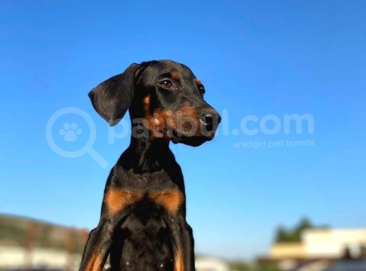 Erkek Ve Dişi Show Kalite King Dobermanlar görsel
