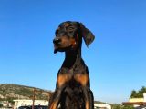 Erkek Ve Dişi Show Kalite King Dobermanlar