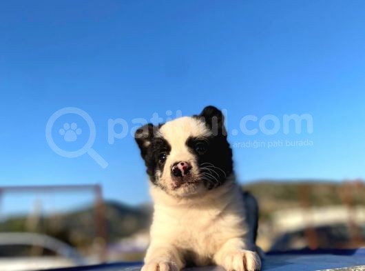 Renk Renk Border Collieler Detaylı Görsel Için İlana Girin görsel