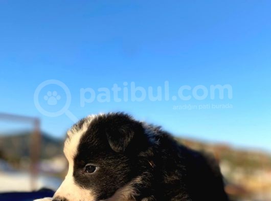 Renk Renk Border Collieler Detaylı Görsel Için İlana Girin görsel