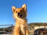 Uygun Bütçeli Çok Güzel Pomeranian Spitz Yavruları