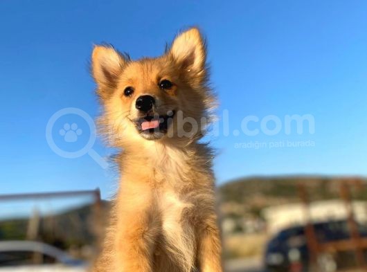 Uygun Bütçeli Çok Güzel Pomeranian Spitz Yavruları