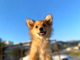 Uygun Bütçeli Çok Güzel Pomeranian Spitz Yavruları