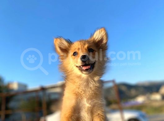 Uygun Bütçeli Çok Güzel Pomeranian Spitz Yavruları görsel