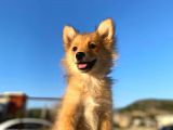 Uygun Bütçeli Çok Güzel Pomeranian Spitz Yavruları